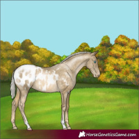Horse Color:Silver Buckskin Pearl Appaloosa