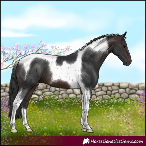 Horse Color:Brown Tobiano 