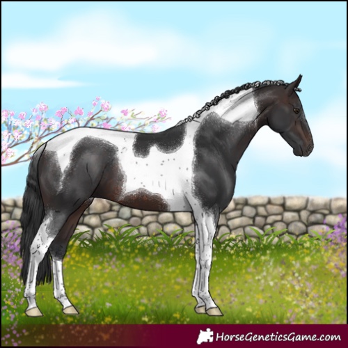 Horse Color:Brown Tobiano
