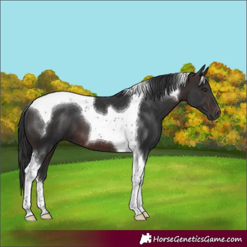 Horse Color:Brown Tobiano 
