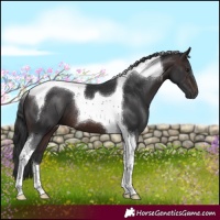 Horse Color:Brown Tobiano 