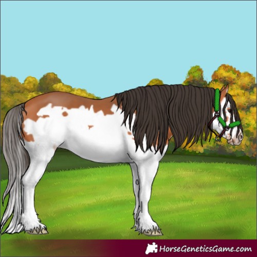 Horse Color:Bay Splash Frame 