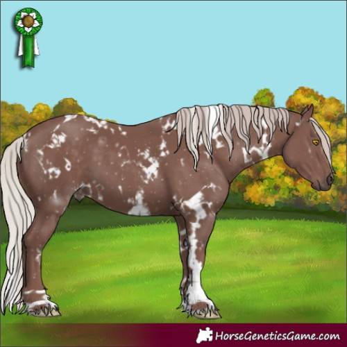 Horse Color:White Spotted Chocolate Silver Black