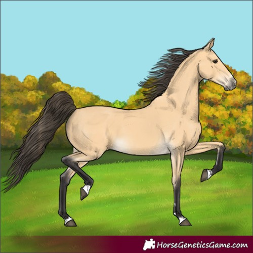 Horse Color:Buckskin 