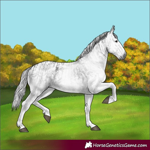 Horse Color:Gray White Spotted Black  and Gray White Spotted Black 