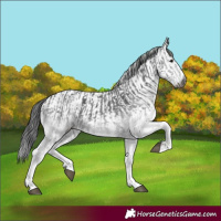 Horse Color:Gray White Spotted Black and Gray White Spotted Black
