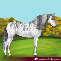 Horse Color:Gray White Spotted Black  and Gray White Spotted Black Frame 
