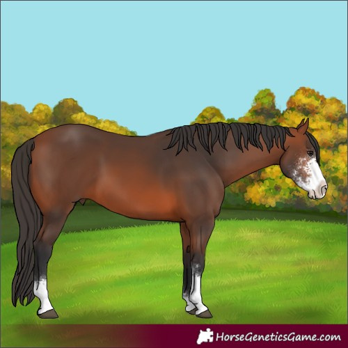 Horse Color:Bay Sabino