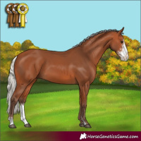 Horse Color:Silver Bay Sabino