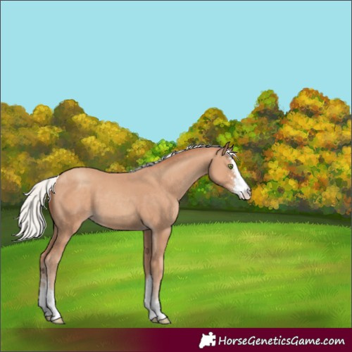 Horse Color:Silver Classic Champagne Sabino 