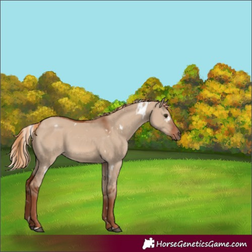 Horse Color:White Spotted Red Dun 