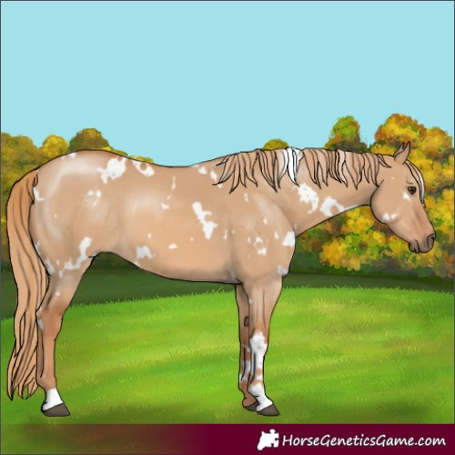 Horse Color:White Spotted Red Dun 