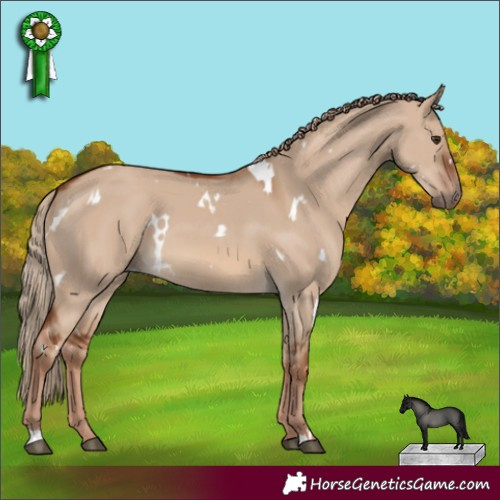 Horse Color:White Spotted Red Dun 