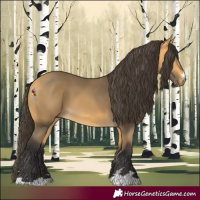Horse Color:Buckskin 