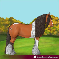 Horse Color:Bay Tobiano 