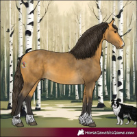 Horse Color:Buckskin 