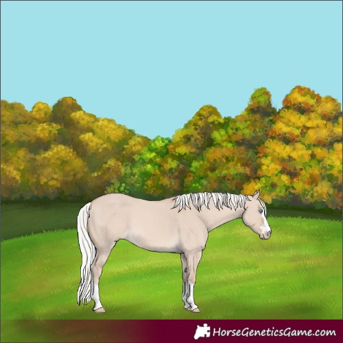 Horse Color:Silver Perlino Dun 