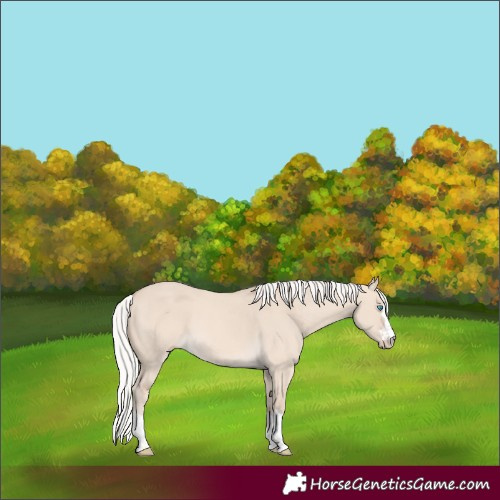 Horse Color:Silver Perlino Dun 