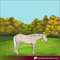 Horse Color:Silver Perlino Dun 