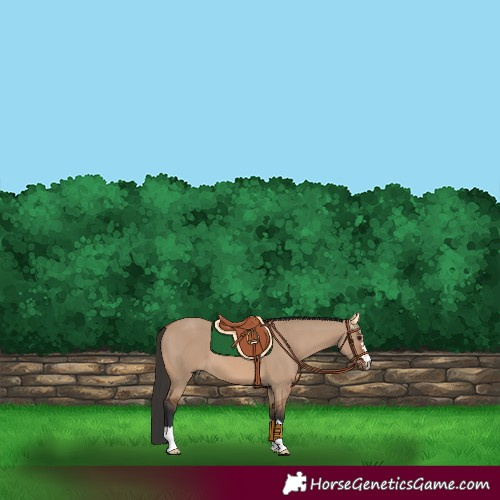 Horse Color:Bay Dun 