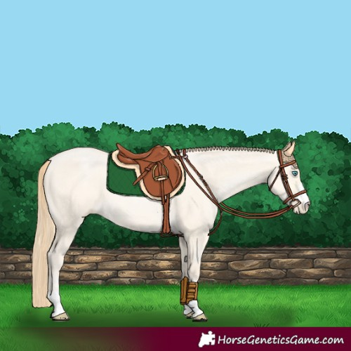 Horse Color:Buckskin Pearl Dun 