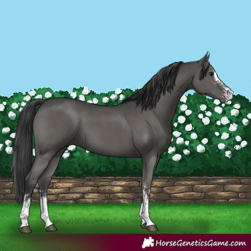 Horse Color:Black Sabino 