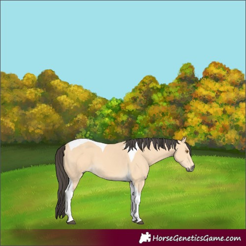 Horse Color:Buckskin Tobiano 