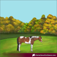 Horse Color:Bay Tobiano Frame 