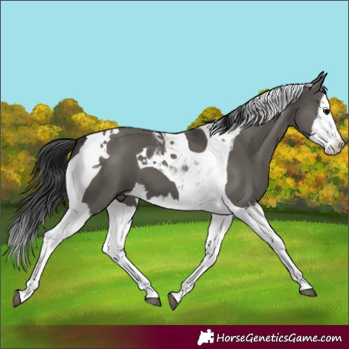 Horse Color:Grullo Splash Tobiano 