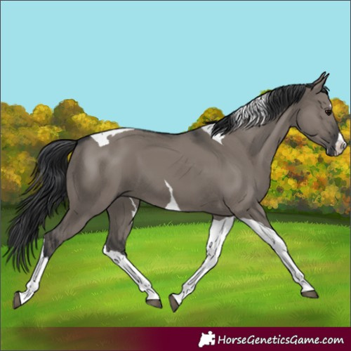 Horse Color:Grullo Splash Tobiano 