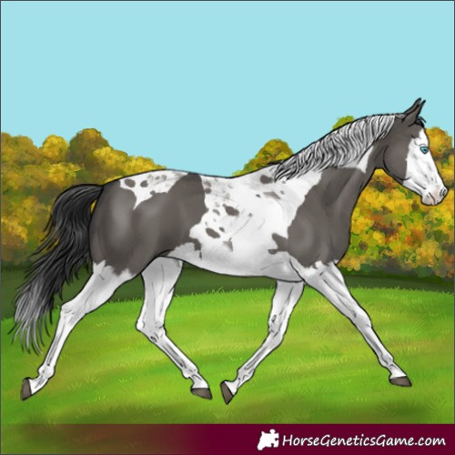 Horse Color:Grullo Splash Tobiano 