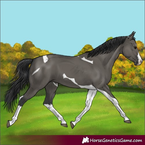 Horse Color:Grullo Splash Tobiano