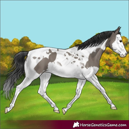 Horse Color:Grullo Splash Tobiano 
