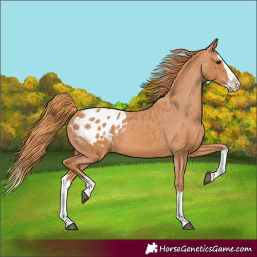 Horse Color:Chestnut Splash Appaloosa 
