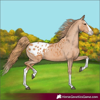 Horse Color:Chestnut Splash Blanket 