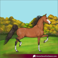 Horse Color:Bay 