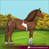 Horse Color:Chestnut Tobiano 