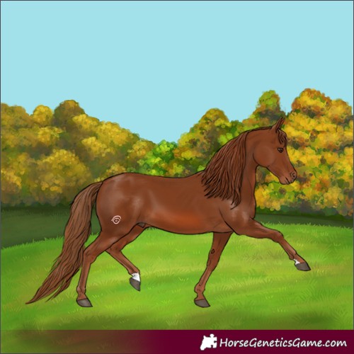 Horse Color:Chestnut 