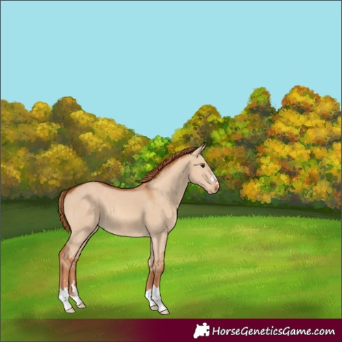 Horse Color:Red Dun 