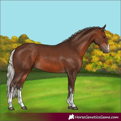 Horse Color:White Spotted Silver Brown