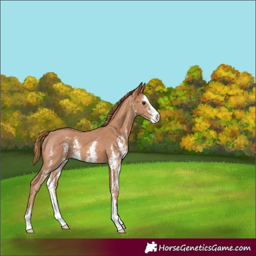 Horse Color:Chestnut Sabino 
