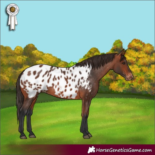 Horse Color:Bay Appaloosa 