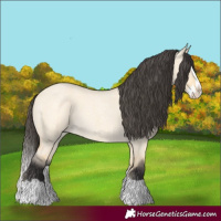Horse Color:Buckskin Roan Dun Splash