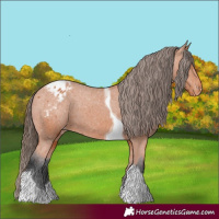 Horse Color:Bay Tobiano Appaloosa 