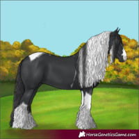Horse Color:Black Tobiano 