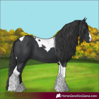 Horse Color:Black Tobiano 