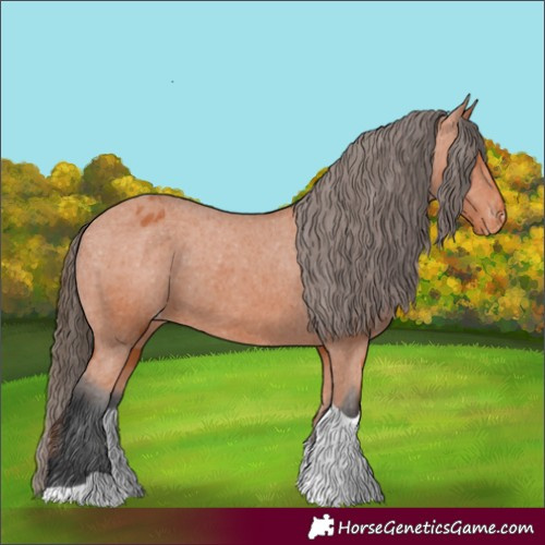 Horse Color:Bay Tobiano Appaloosa 