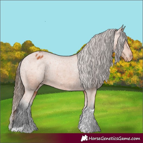 Horse Color:Bay Tobiano Appaloosa 
