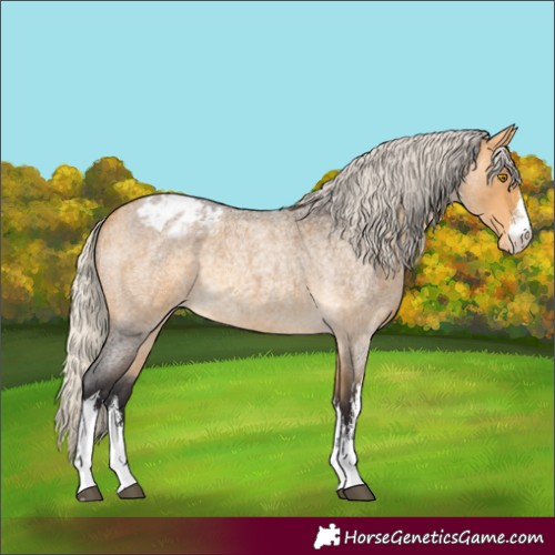 Horse Color:White Spotted Silver Buckskin Roan Appaloosa