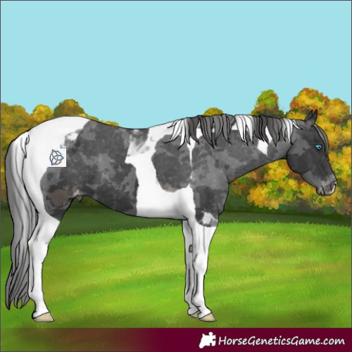 Horse Color:Black Merle Tobiano Appaloosa 